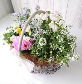 ５月プレゼントは【季節の花かご 寄せ植え　5名様】