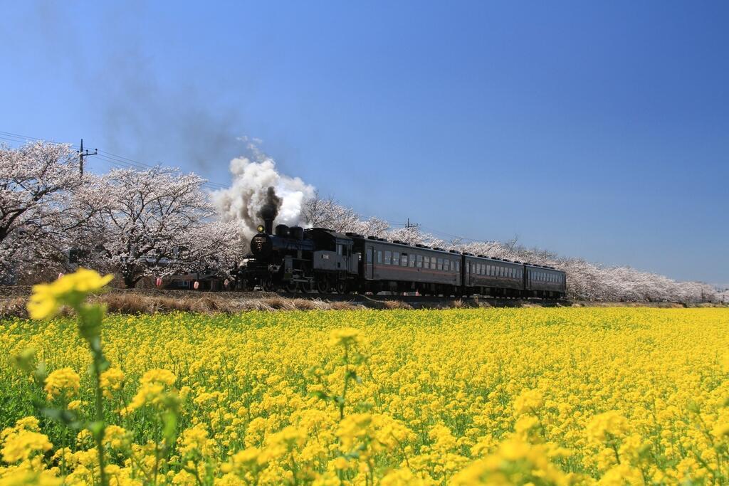 コラム『桜の名所で春を楽しもう♪桜イベント特集』公開しました