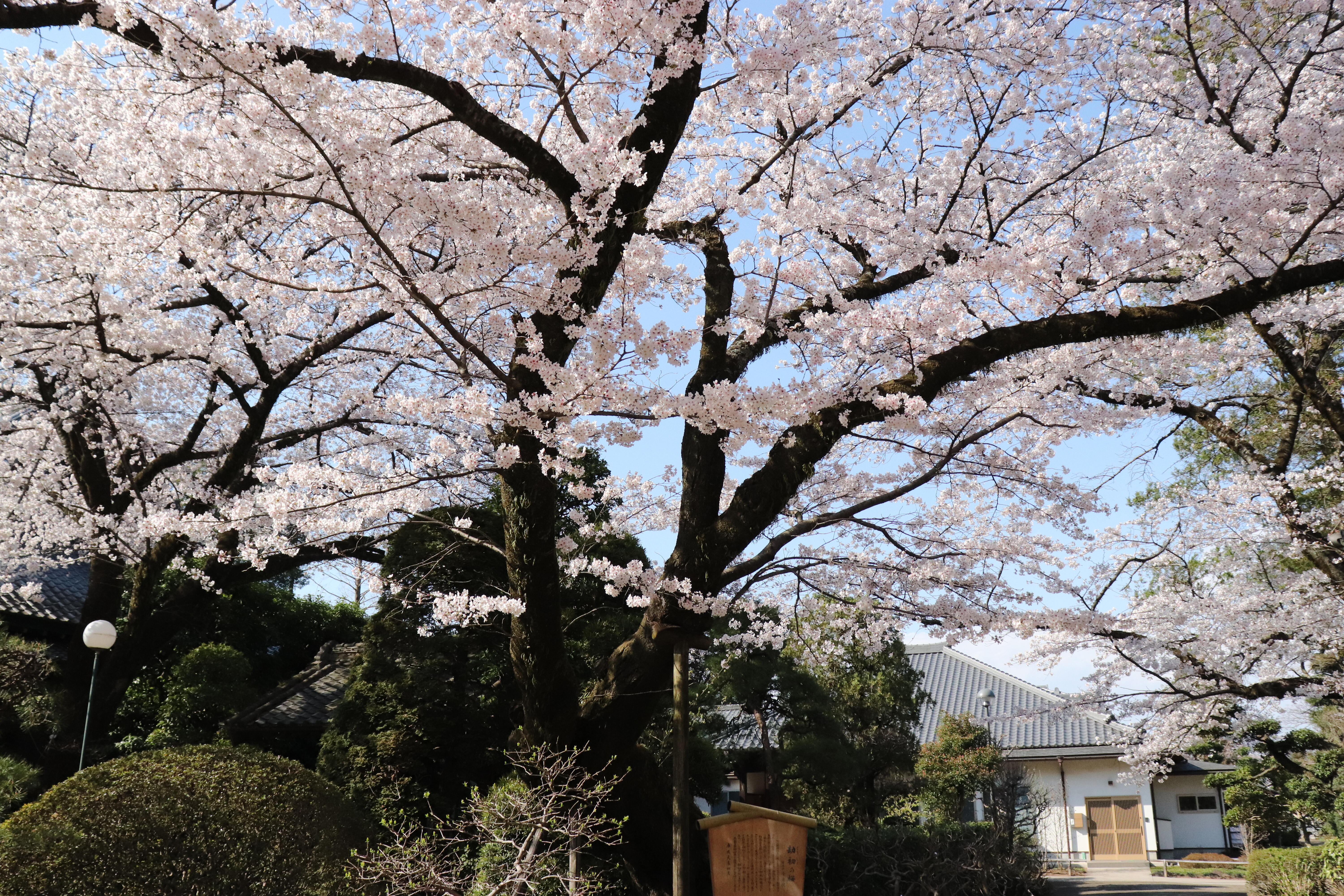 劫初の桜