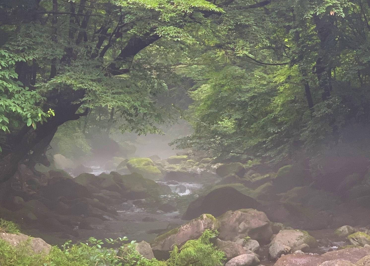 雨上が りにはモヤが立ち、幻想的な雰囲気に