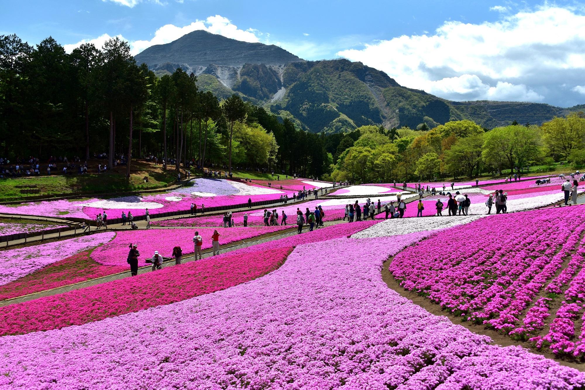 芝桜と武甲山のコラボレーション