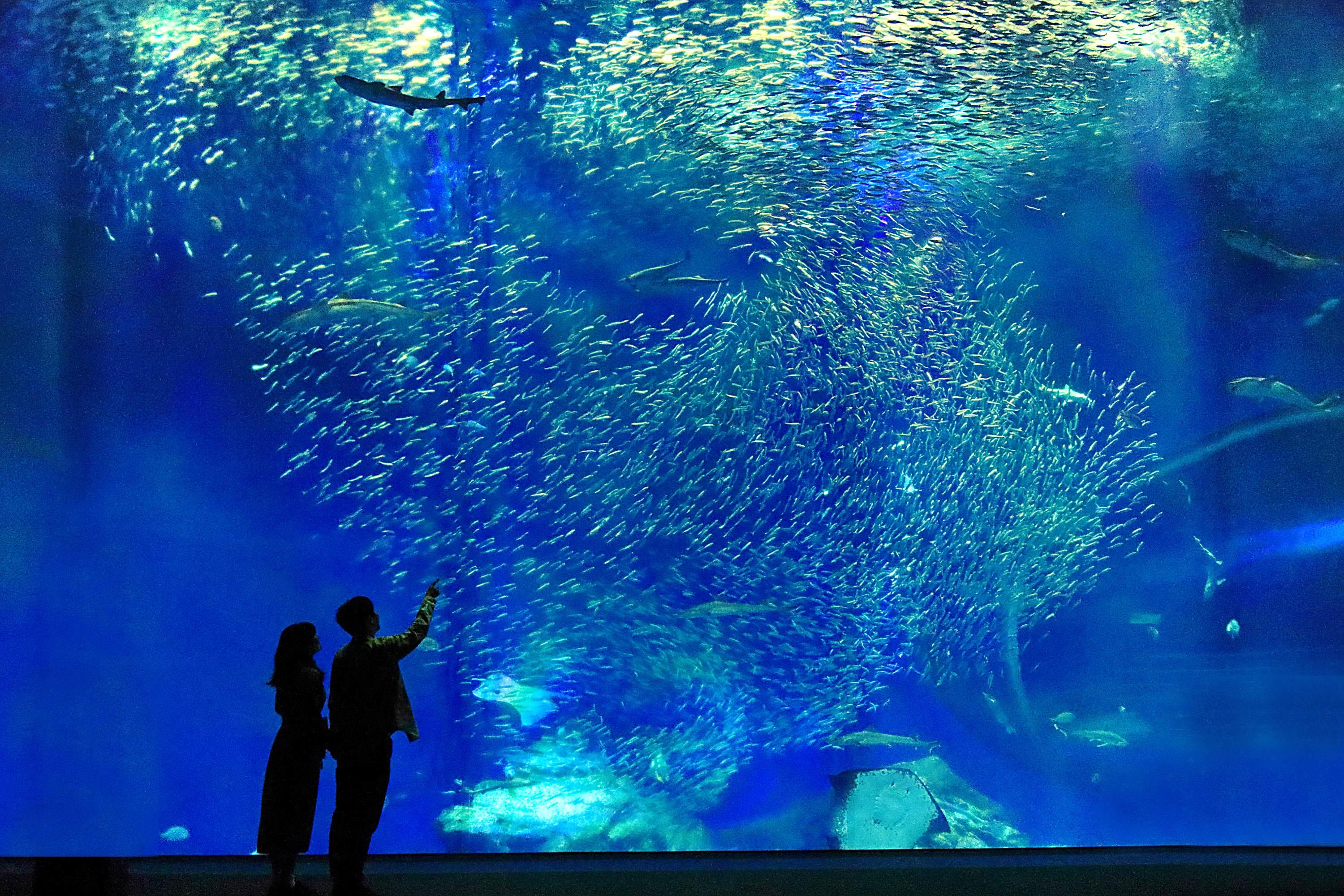 出会いの海の大水槽