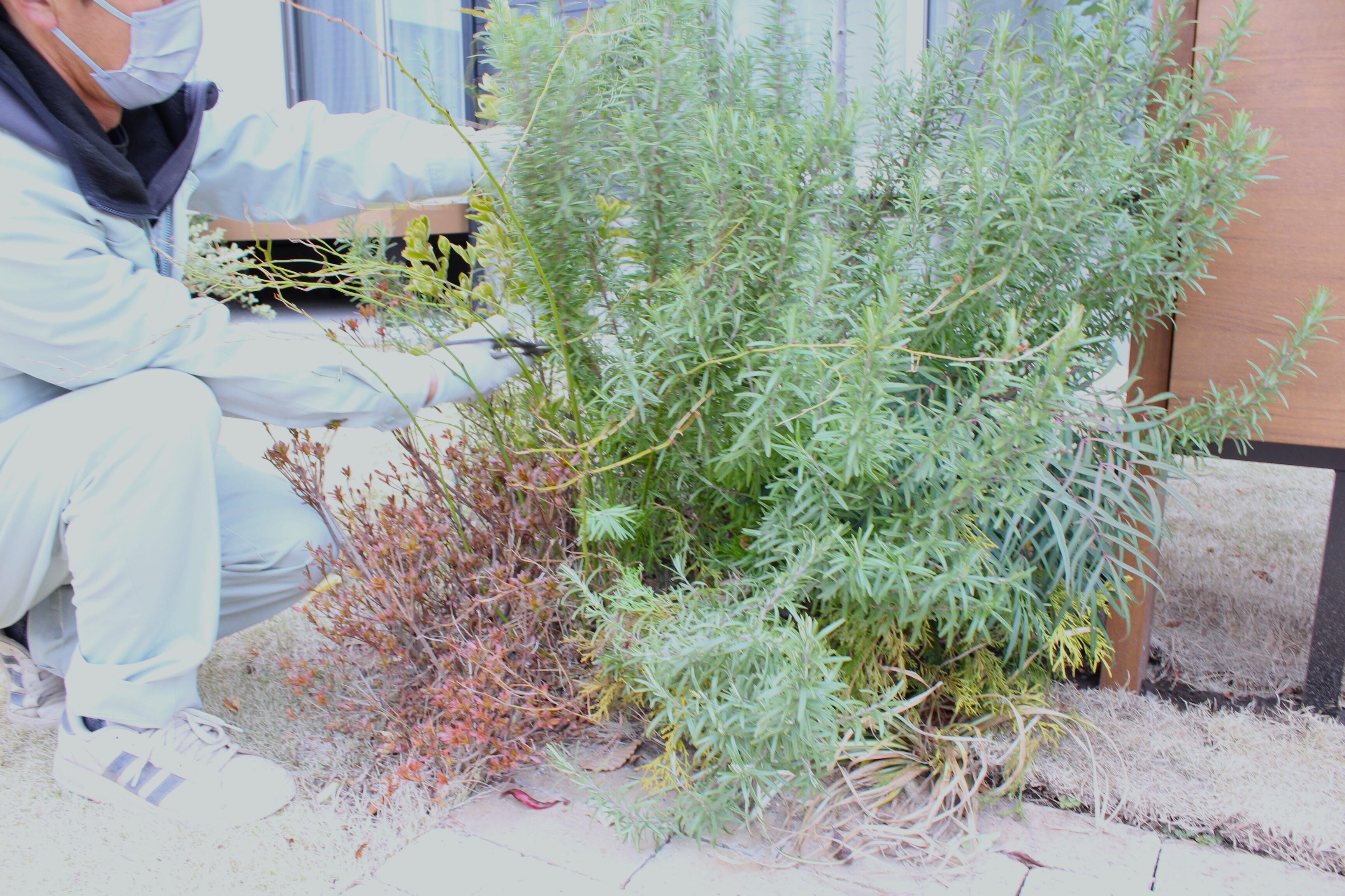 ラベンダーに押し潰されて見えなかった植え込みが…