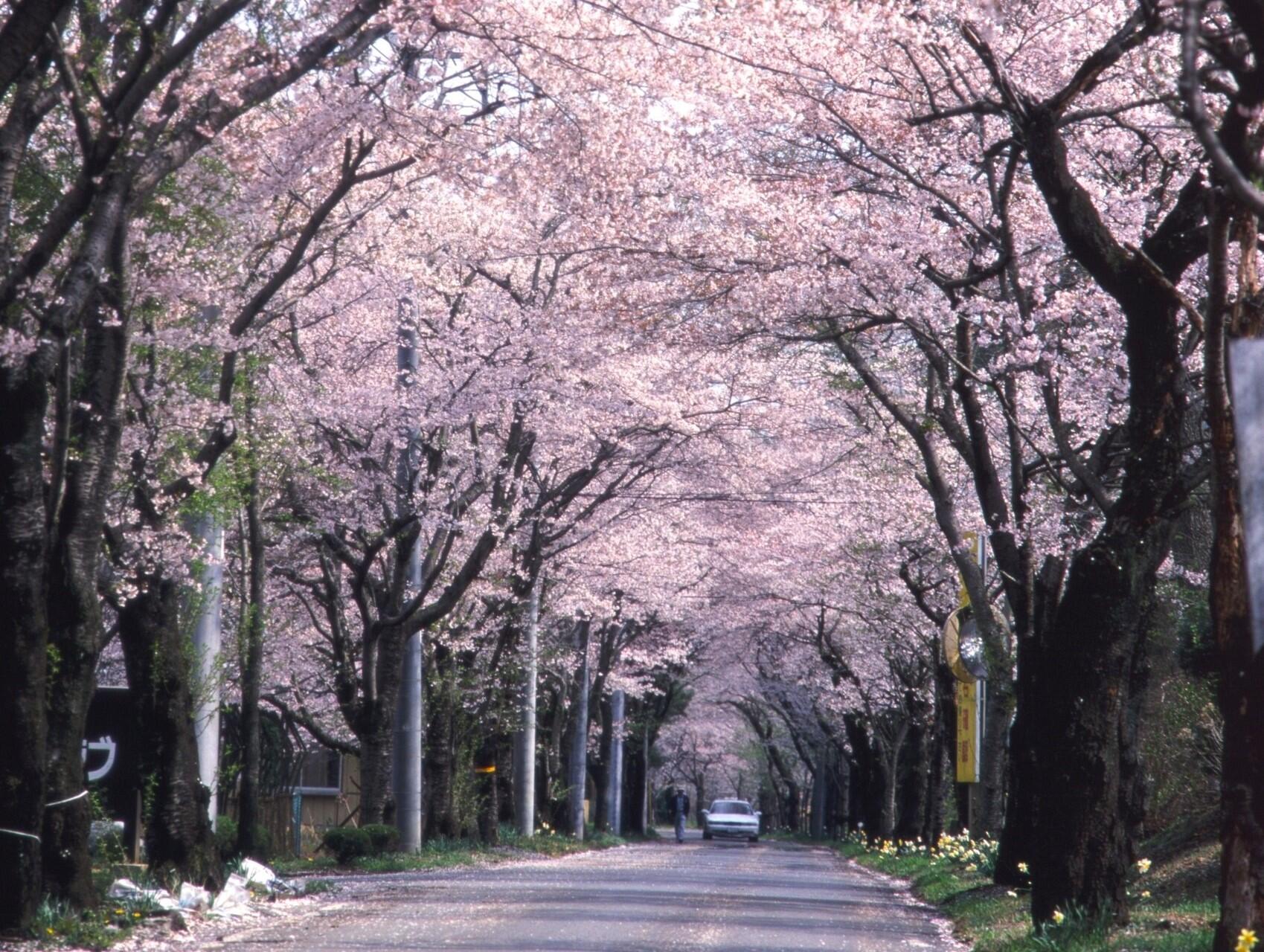 桜のトンネル