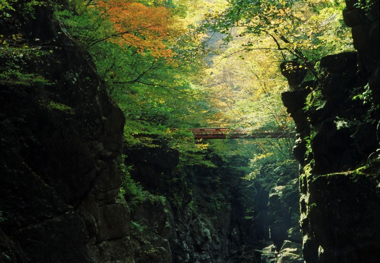 木々の間から差し込む日差しも幻想的