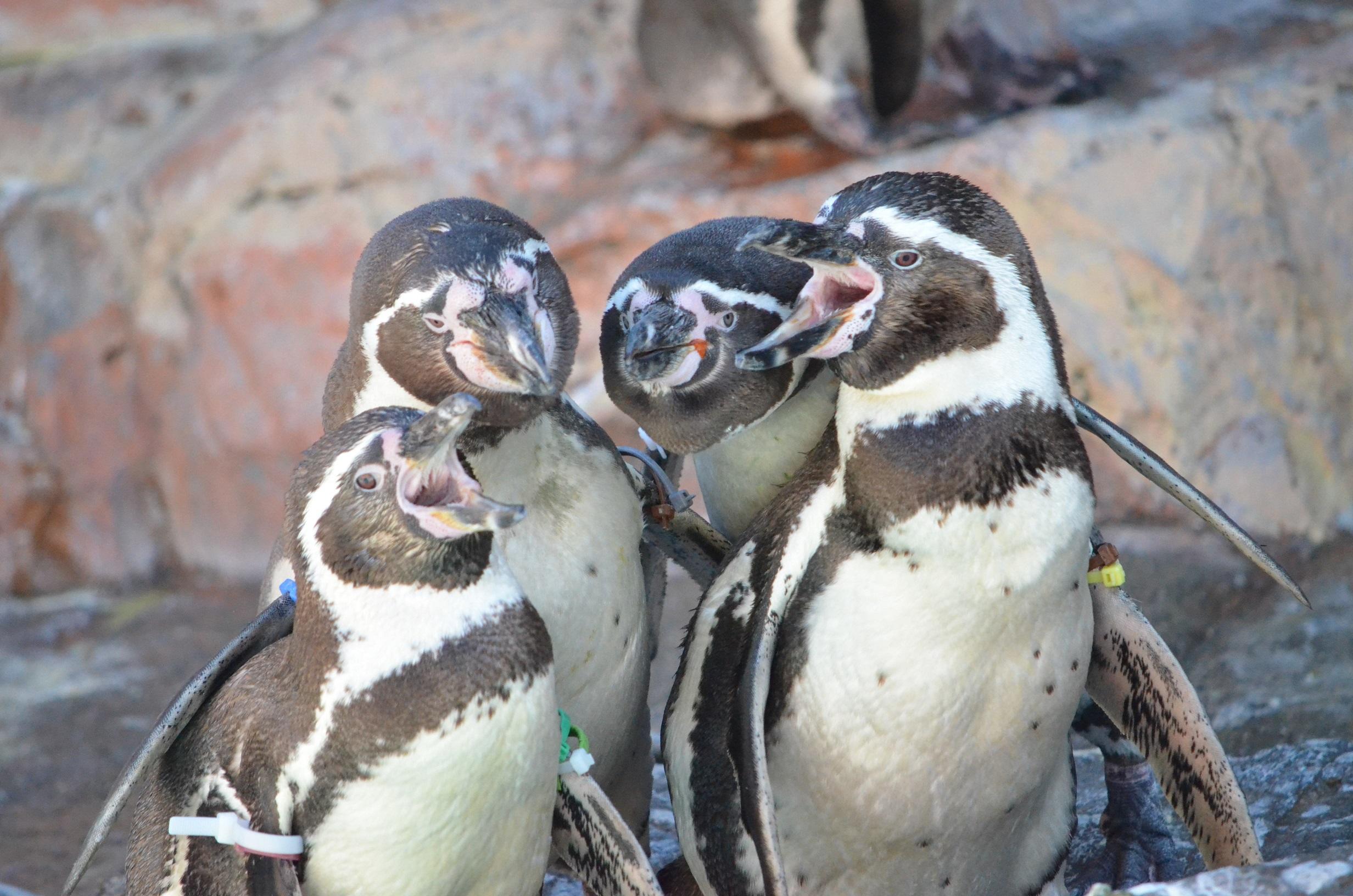 フンボルトペンギン