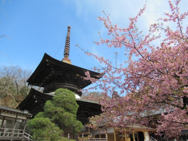 河津桜