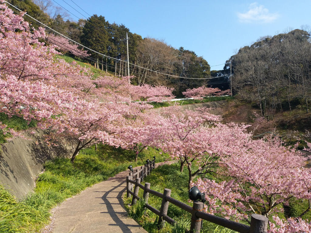 佐久間ダムの河津桜