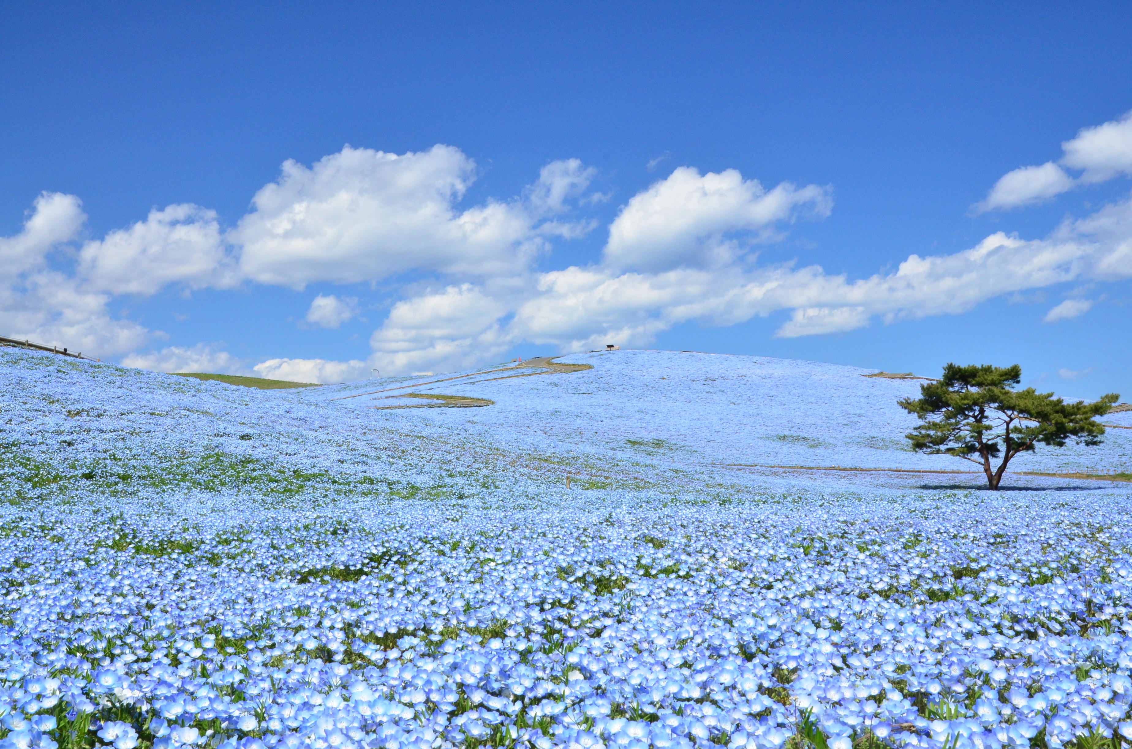 春爛漫！お花畑に出かけよう