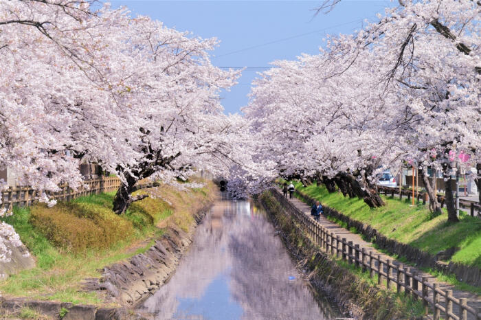 桜の名所で春を楽しもう♪桜イベント特集