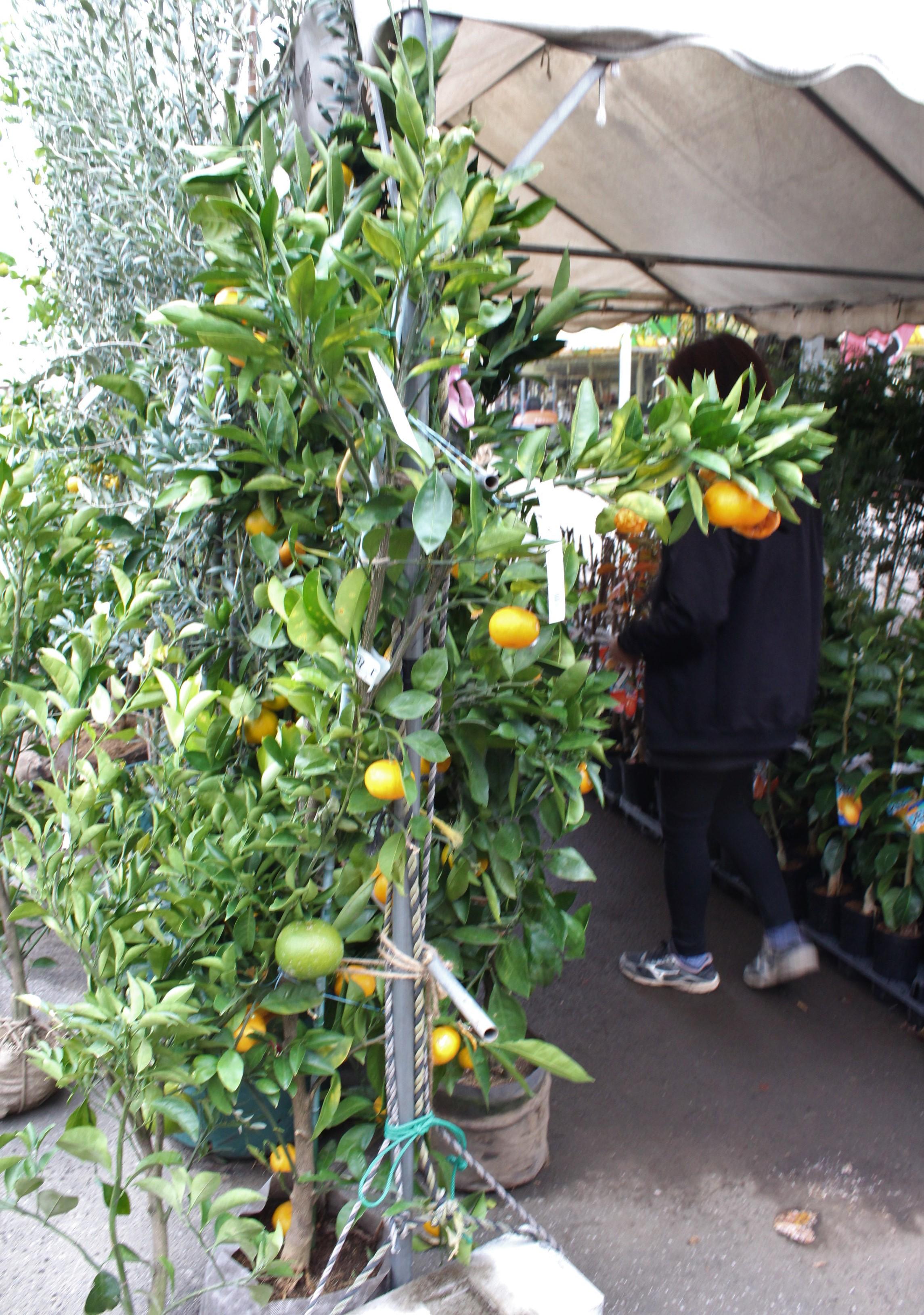 ミカン。春になってから植えた方が◎。南向きで日当たりがよく、風当たりが弱い場所に置きましょう。