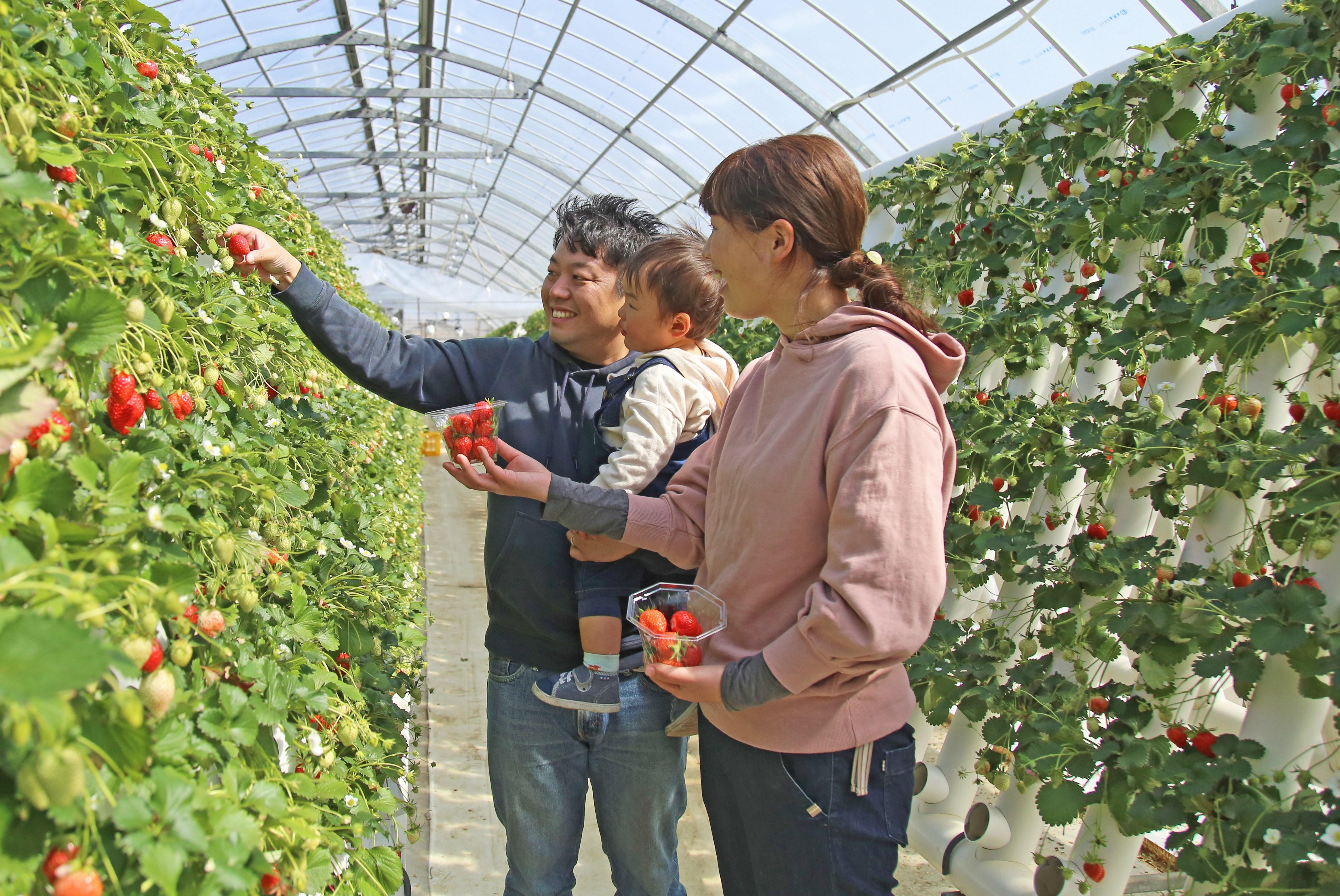 立ったまま狩れる「イチゴ狩り」は大好評