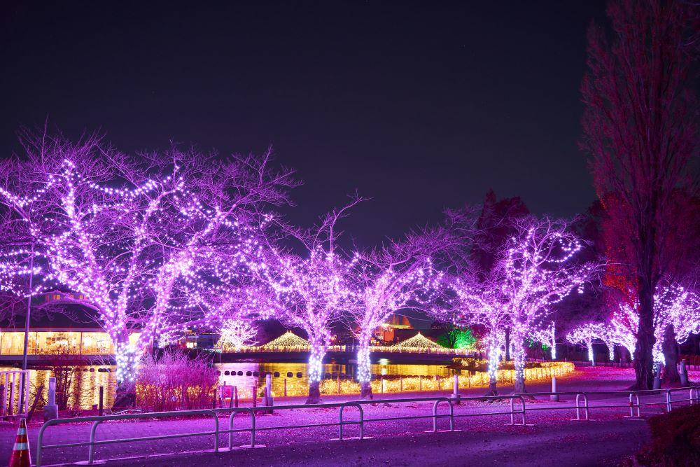 東ゲート白鳥の池「桜イルミネーション」