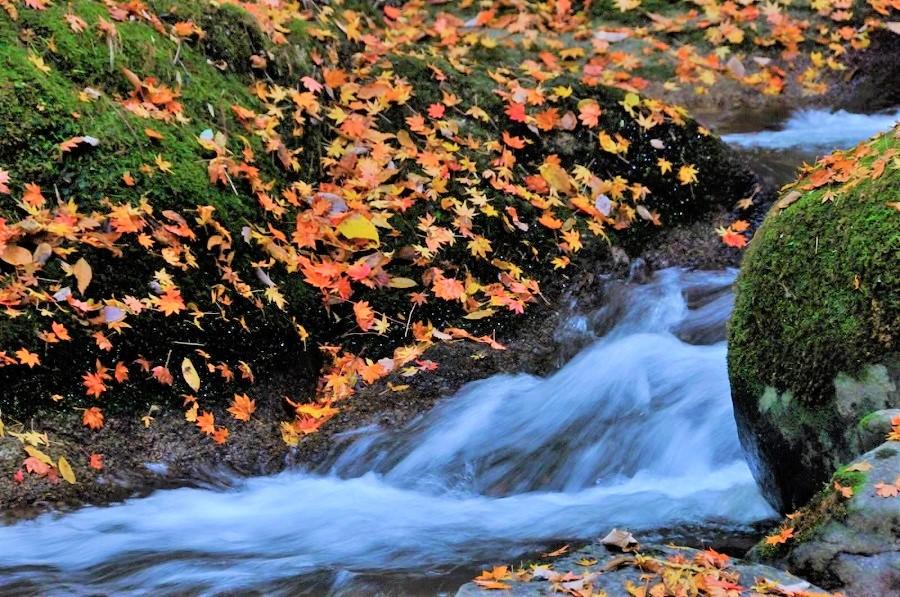 美しい水の流れと紅葉