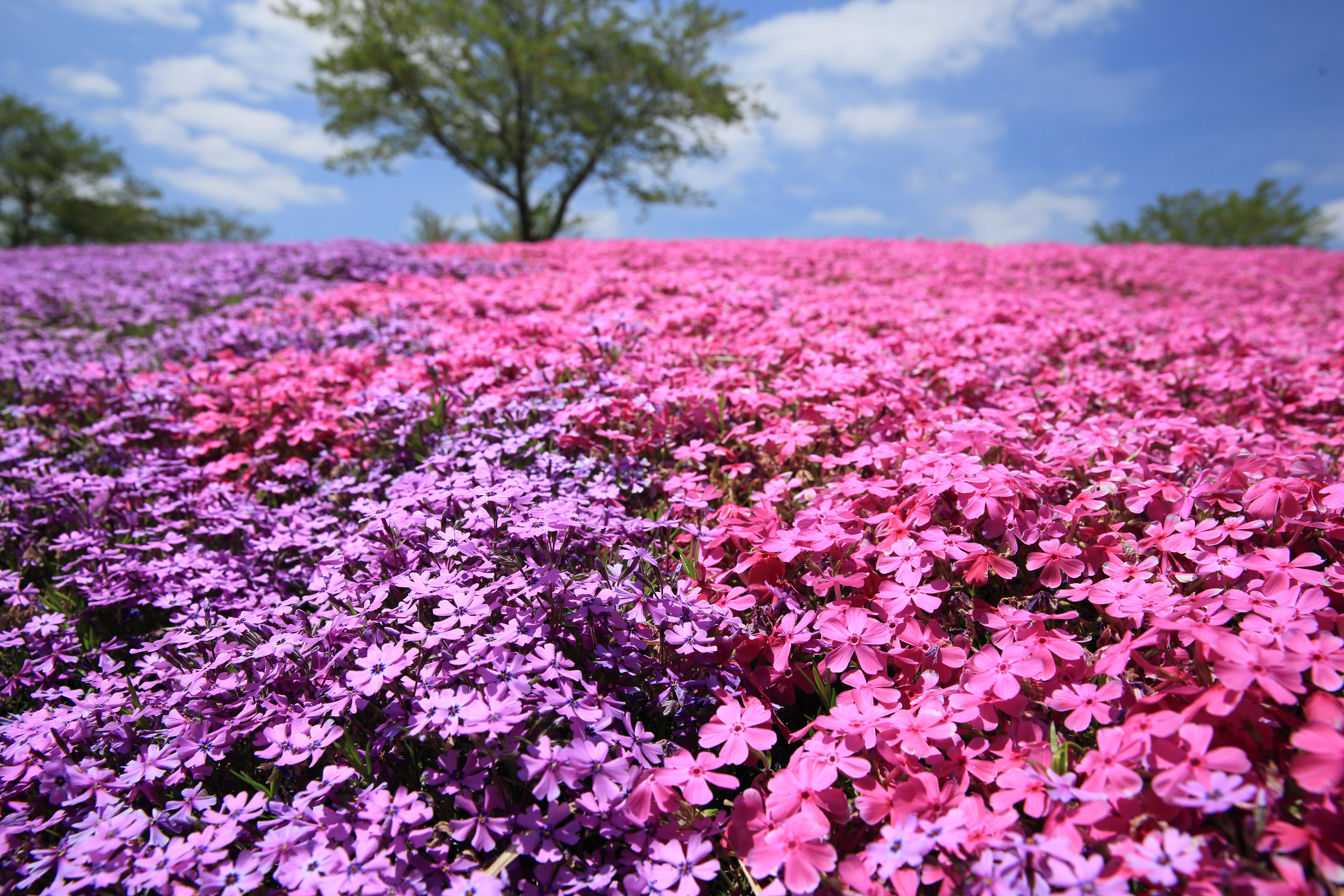 芝桜