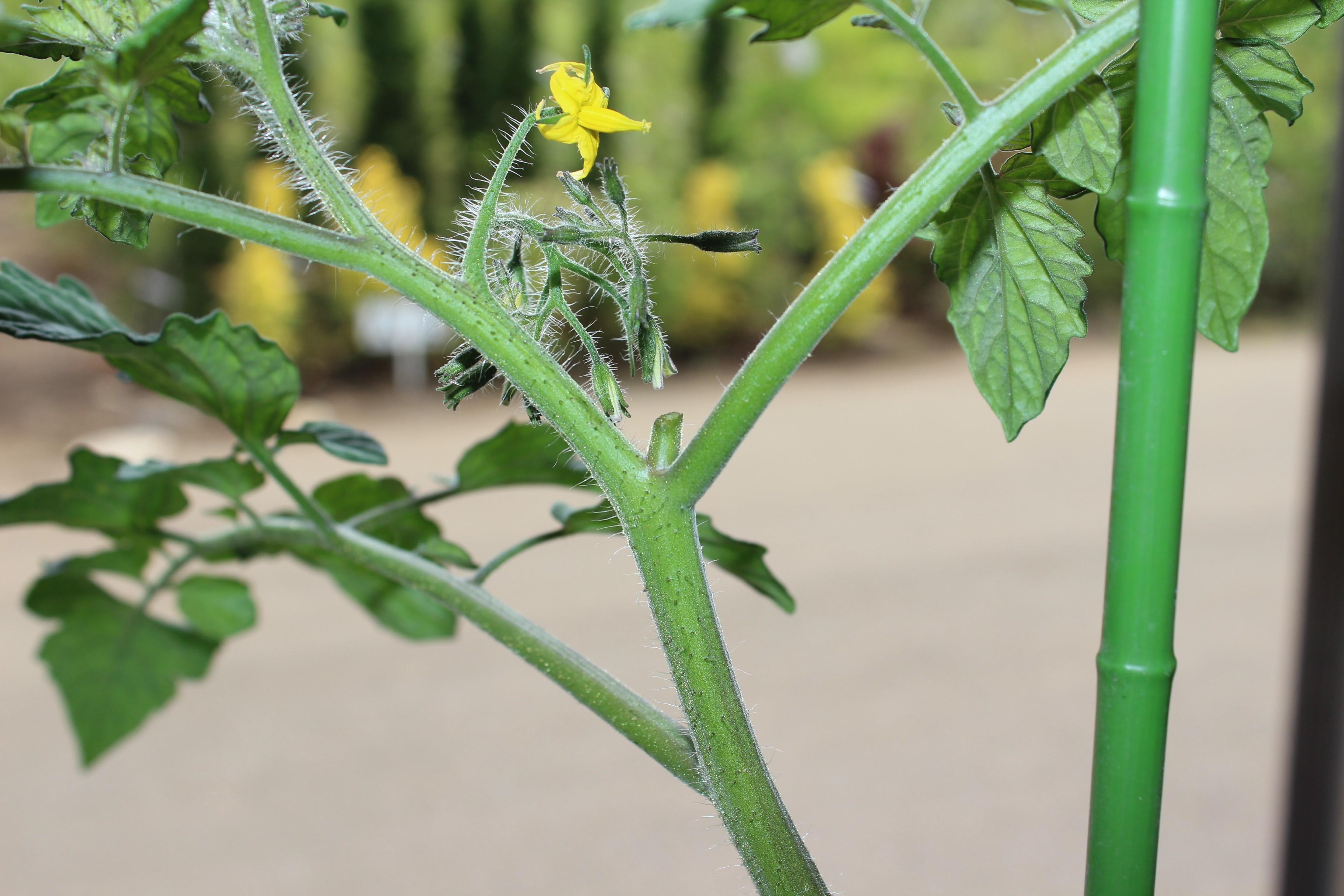 脇芽がなくなることで実に栄養が行きわたり美味しい実がつく