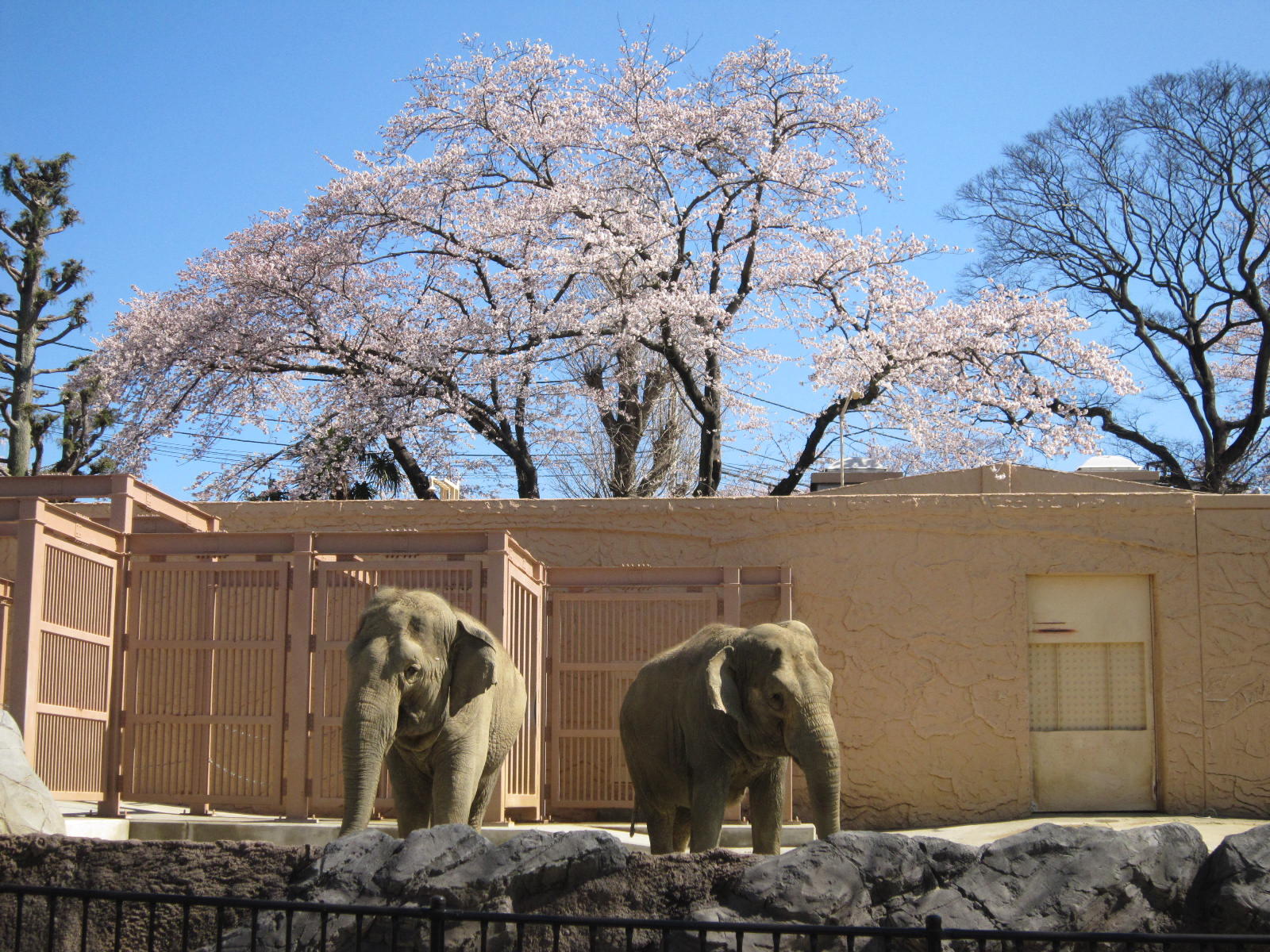 かみね公園のゾウと桜