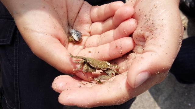 かわいい海の生物にも出会えるかも