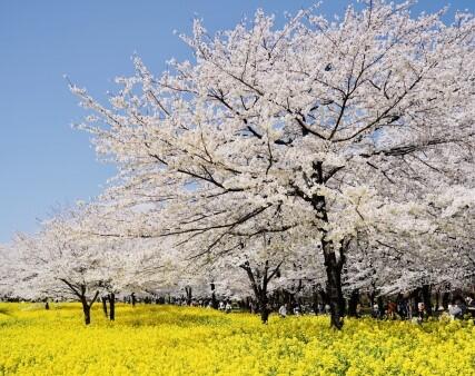 関東5県『桜の名所』紹介