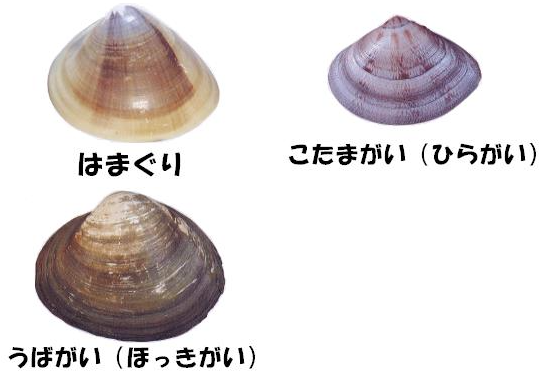 さまざまな大きさの貝が見つかりますが、稚貝（3cm以下のはまぐり、こたまがい、7cm以下のほっきがい）はリリースしましょう。