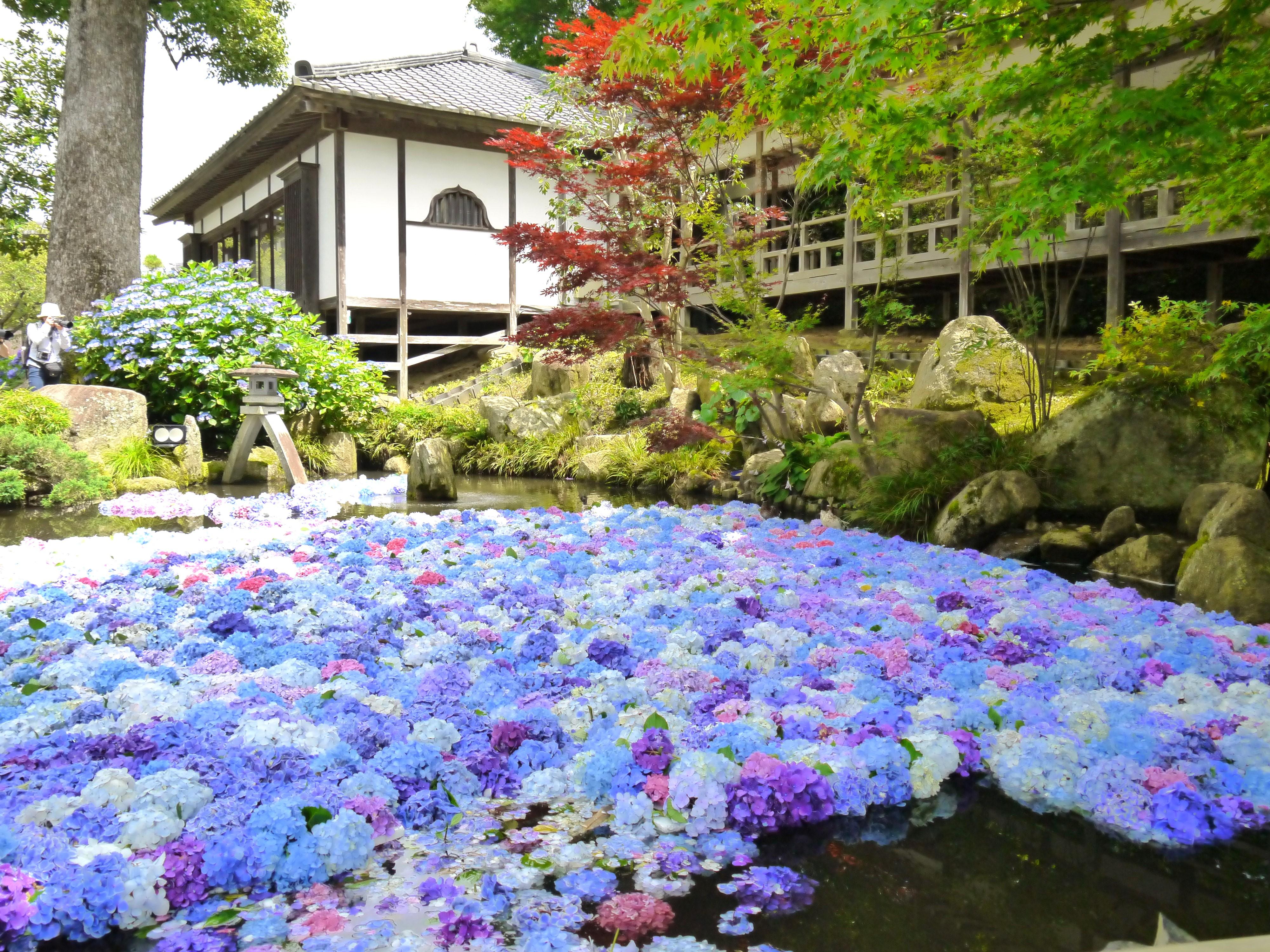 水中華（あじさい池）