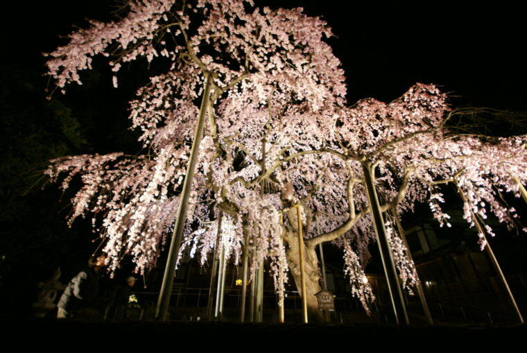 太山寺のしだれざくらライトアップ